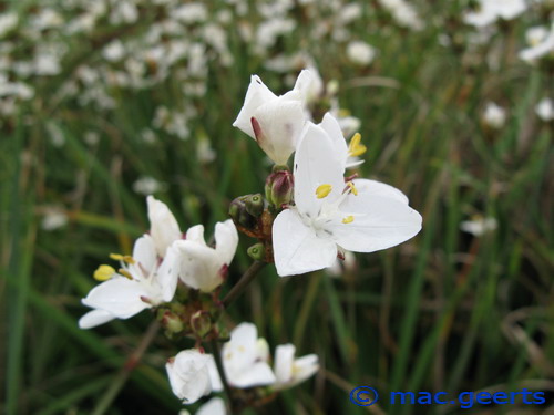 Libertia grandiflora